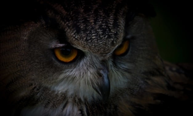 My Critics Strengthen My Resolve