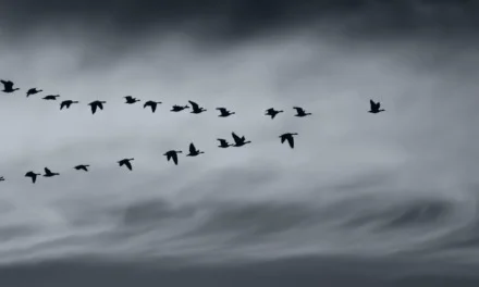Leadership Styles: What is it to work with me.