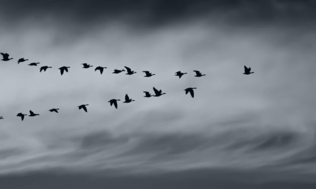 Leadership Styles: What is it to work with me.