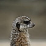 Observation & Intuition: Identify Opportunity