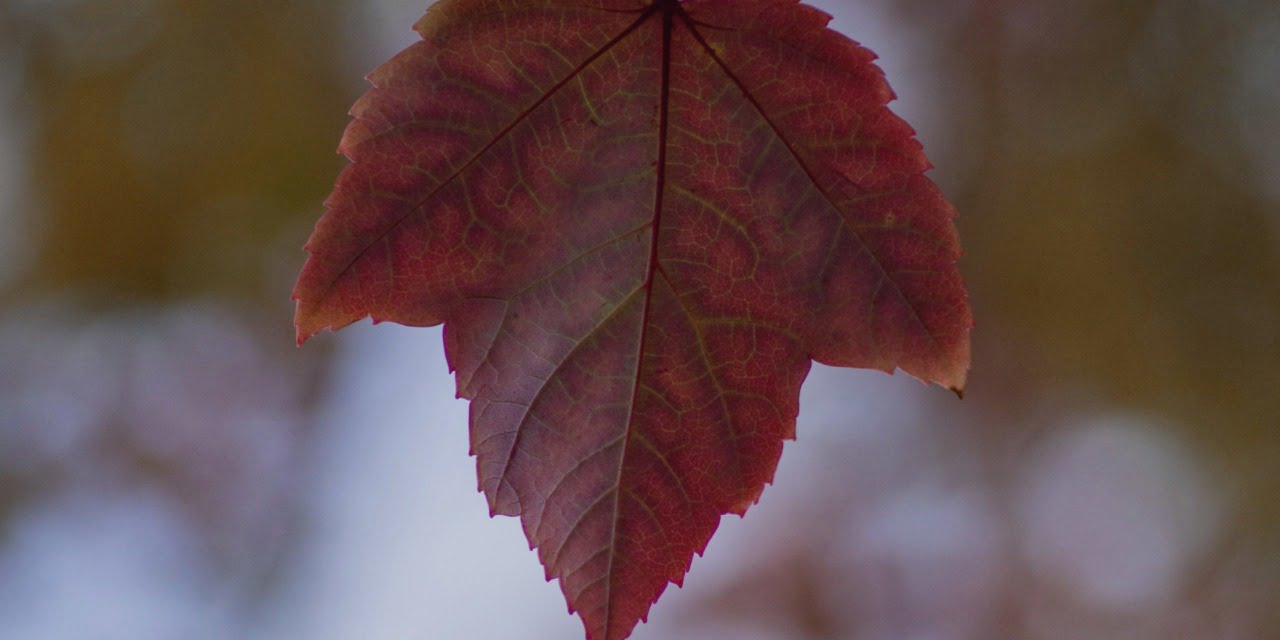Canada: The fall of Love