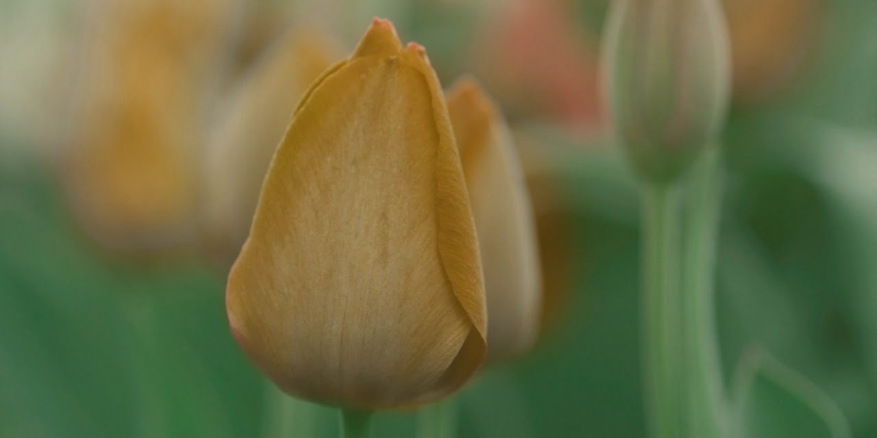 Amsterdam: The Tulip Rush