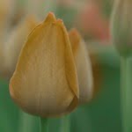 Amsterdam: The Tulip Rush