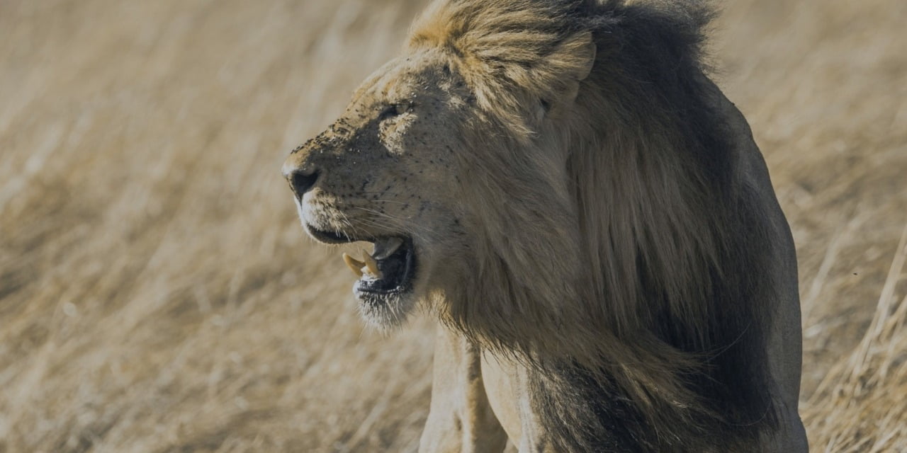 Escaped from being Dinner of Lions in Kruger Park