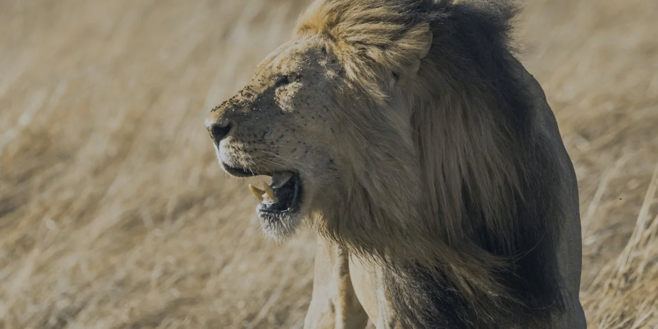 Escaped from being Dinner of Lions in Kruger Park
