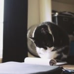 I write: As it Unfurls Before me